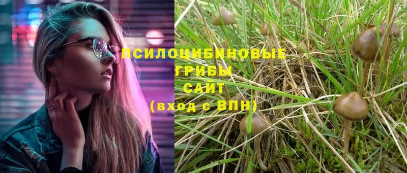 omg ТОР  Прокопьевск  Псилоцибиновые грибы Psilocybine cubensis 